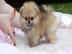s??er Pomeranien Welpen