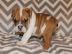 Englisch Bulldogge Welpen zur Annahme