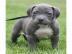 Pitbull blueline welpen zu verkaufen