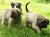 Alte englische Mastiff Welpen 199 eur