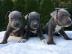 American staffordshire Terrier welpen wh