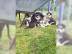 Typvolle Reinrassige Husky Welpen. 