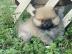 Kleinspitz / pomeranian Zwergspitz Kusch