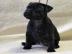 Staffordshire Bullterrier Welpen