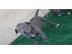 America Pit Bull Blueline
