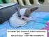 s��e MINI chihuahua welpen mit Papieren