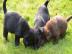 Wundersch�ne Labrador Welpen mit Papie