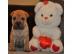 Wundersch�ne Shar Pei Welpen mit Papiere
