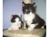 Typvolle Maine Coon Kater suchen ein neu
