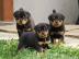 ADRK Rottweilerwelpen