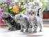 2 Maine Coon Kitten mit Stammbaum abzuge