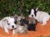 Wundersch�ne Franz�sische Bulldoggen-bab