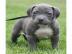 Wundersch�ne Pitbull Blueline Welpen