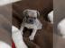 Franz�sische Bulldoggen Welpen,