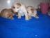 Golddust Yorkshire Terrier