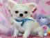 2 sch�ne Chihuahua Welpen brauchen ein n