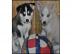 Siberian Husky Welpen reinrassig