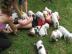 Adorable English Bulldog Welpen zum Verk
