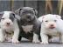 American Pitbull Terrier Red Nose Welpen