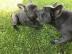 Fancy franz�sische Bulldoggen Welpen