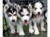 Gesunde und sch�ne siberian Husky welpen