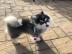 S??e und entz?ckende pomsky Welpen