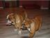 Reinrassige Englische Bulldogge Welpen