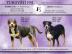 Welpe Gro�er Schweizer Sennenhund