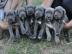 Top Reinrassige Cane Corso Welpen !!