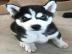 Entz�ckende Siberian Husky-Welpen