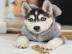 Brillante Husky-Welpen
