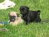 Wundersch�ne Mini Mops Welpen Schwarz Un