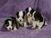 Wundersch�ne Biewer Yorkshire Terrier vo