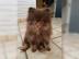 Schoko Choko mini Pomeranian Zwergspitz