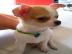 S��e chihuahua und chihuahua Mix
