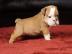 Englisch Bulldogge Welpen . . 