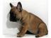 Bildsch�ner Franz.  Bulldoggen Welpe (R�d