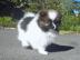 s��e Pomeranian - Zwergspitz Babys