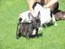 Franz�sische Bulldoggen der extra Klasse