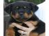 Rottweiler welpen