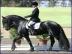 friesen pferde    2000EUR
