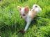 Wunderschne Chihuahua-Babys