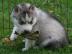 Wundervolle s??e mit Papieren.  Husky Wel