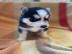 Siberian Husky Weiblich Welpen mit Stamm