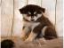 s��e Pomsky Welpen
