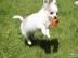 Super bildh�bsche Chihuahua-Welpen mit