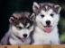 perfekt und gelehrig kleine Husky-Welpen