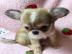 Super s��e Chihuahua Welpen
