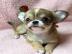 Super s��e Chihuahua Welpen