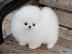Pomeranian Welpen (Reinrassig) mit Papie
